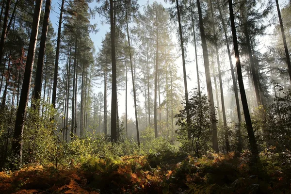Zamlžené jehličnatého lesa při východu slunce — Stock fotografie