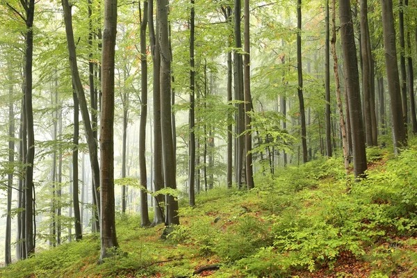 Autumn beech forest in foggy weather. Stock Photo