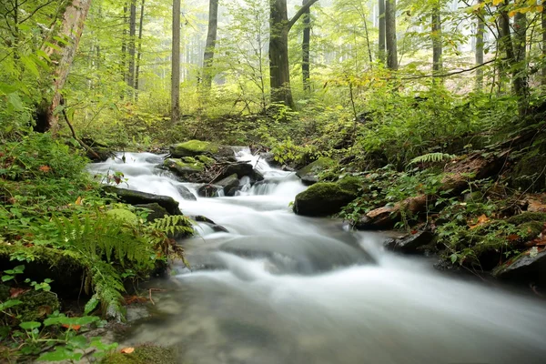Forest stream op een mistige ochtend — Stockfoto