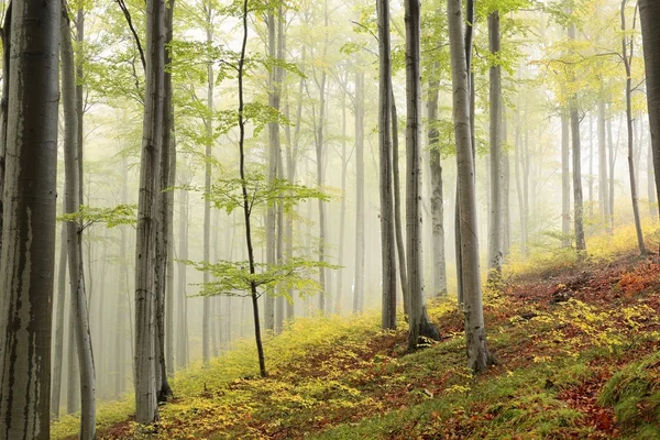 Misty herfst beukenbos — Stockfoto