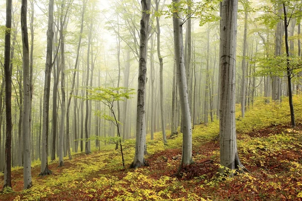 Туманный осенний буковый лес — стоковое фото