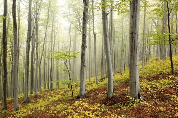 Misty forêt de hêtres d'automne — Photo