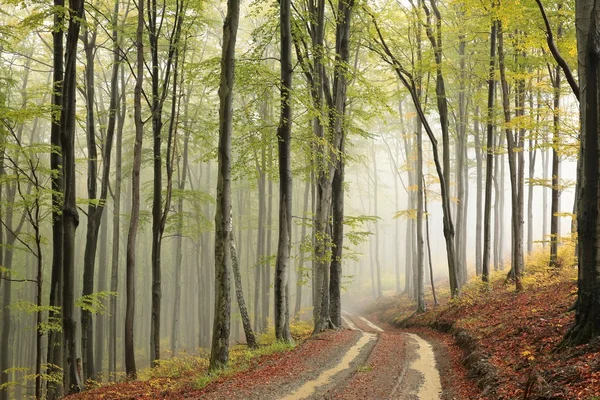 Kayın ormanı yolundan — Stok fotoğraf