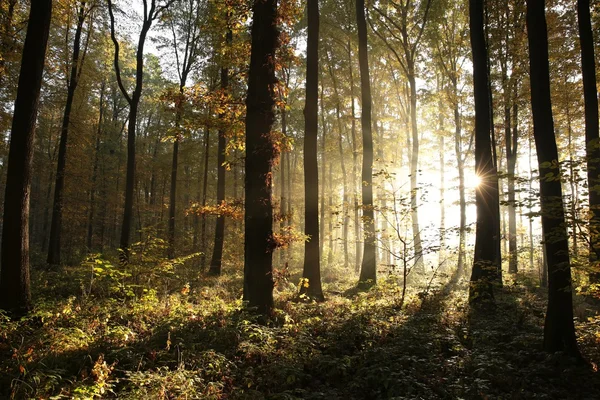 Sunrise, sonbahar orman — Stok fotoğraf