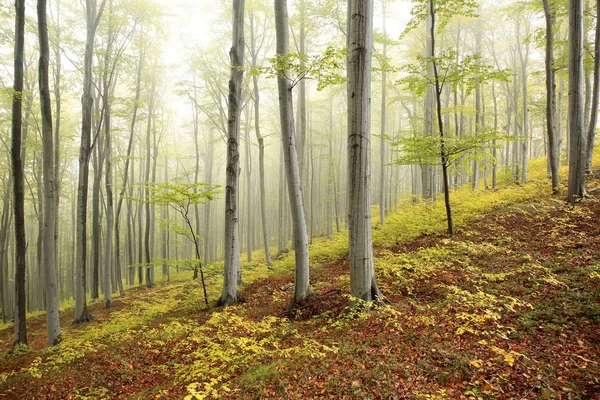 Misty δάσος οξιάς φθινόπωρο — Φωτογραφία Αρχείου