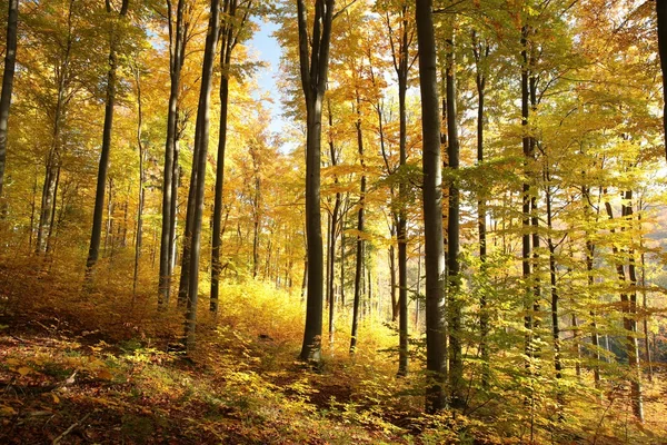 Herfst beukenbos — Stockfoto