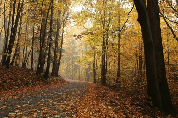 Path through the autumnal forest — Stock Photo, Image