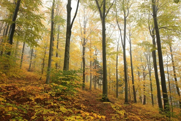 Φθινόπωρο δάσος οξιών — Φωτογραφία Αρχείου