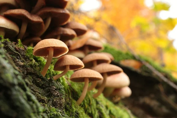 Mushrooms on an old tree — Stock Photo, Image