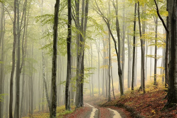 Herfst beukenbos in de mist — Stockfoto