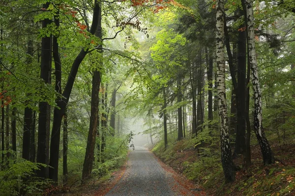 Lesní cesta v mlhavé počasí — Stock fotografie