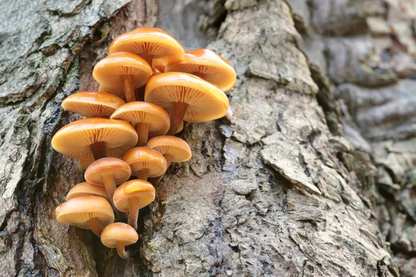 Mushrooms on a tree trunk — Stock Photo, Image