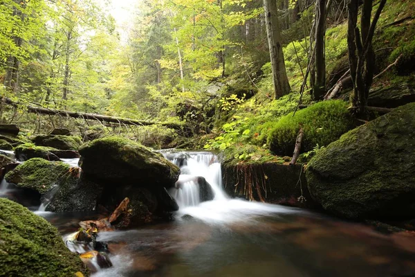 Forest stream in early autumn — Stock Photo, Image