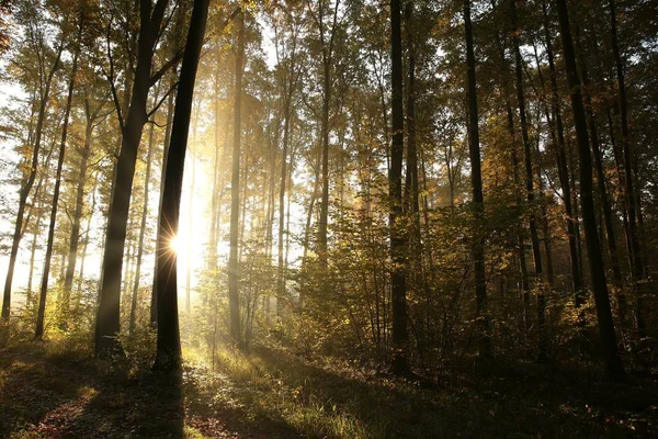 Herfst bos bij zonsopgang — Stockfoto