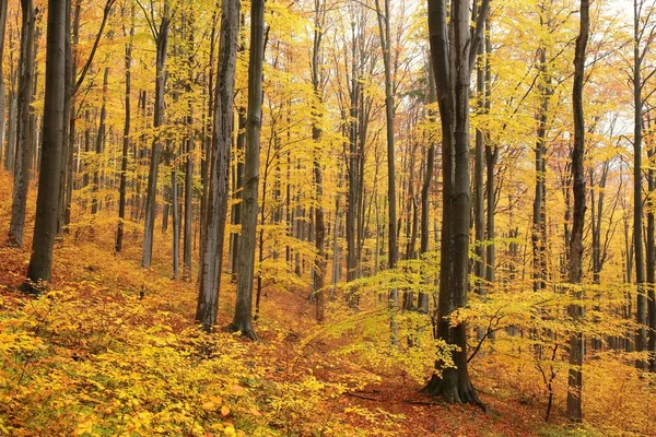 Herfst beukenbos — Stockfoto