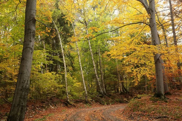 Pad door het herfst bos — Stockfoto