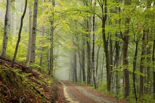Path melalui hutan berkabut musim gugur — Stok Foto