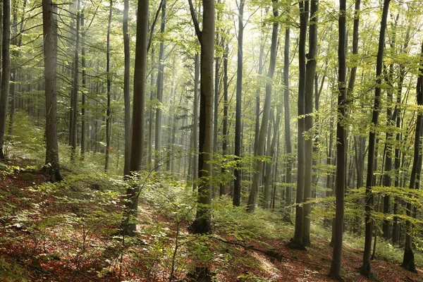 Осенний буковый лес на солнце — стоковое фото