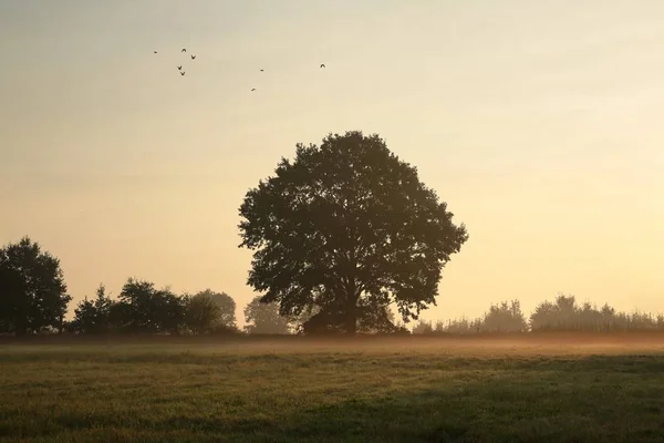 Eken på en Dimmig morgon — Stockfoto