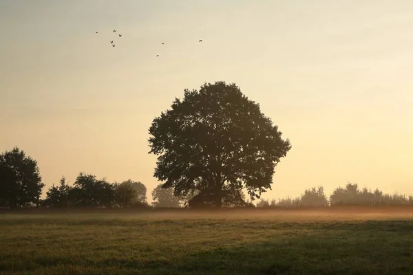 Eiche an einem nebligen Morgen — Stockfoto