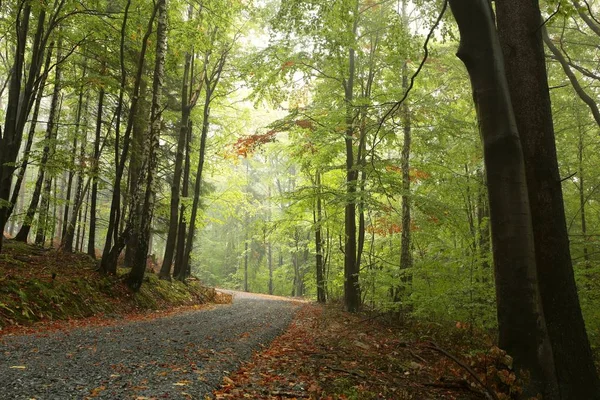 Chemin à travers la forêt d'automne — Photo