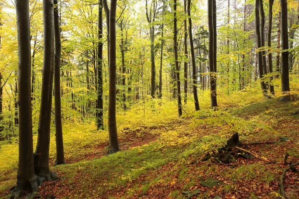 Осенний буковый лес — стоковое фото