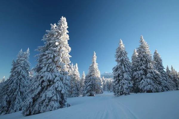 Winterlandschap bij dageraad — Stockfoto