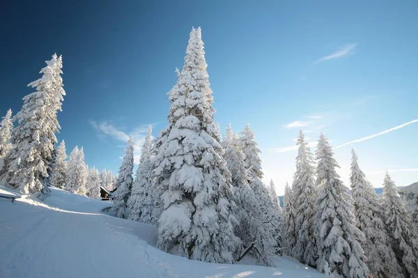 Vinterlandskap i gryningen — Stockfoto