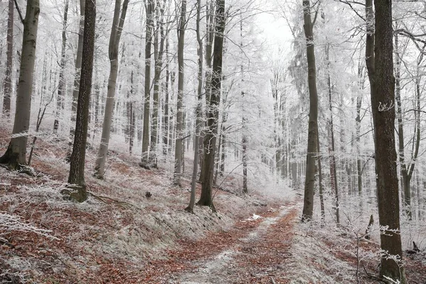 Skogsstigen i vinter landskap — Stockfoto