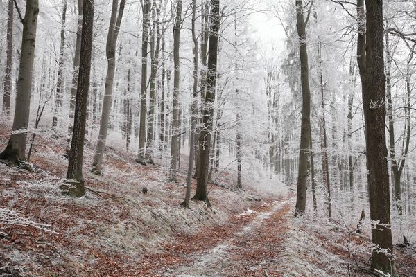 Forest path in winter scenery