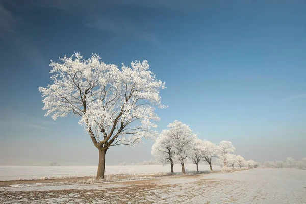 Kış ağaç şafak — Stok fotoğraf