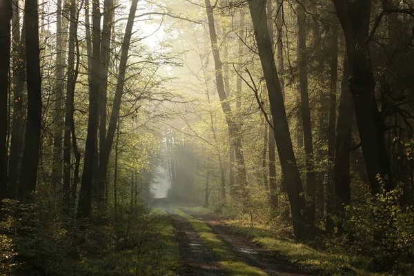 Floresta de Primavera ao amanhecer — Fotografia de Stock