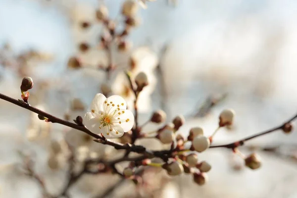 夜明けの春の花 — ストック写真