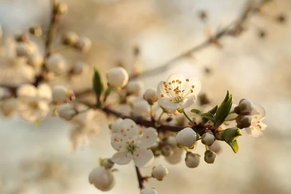 Voorjaarsbloemen bij dageraad — Stockfoto