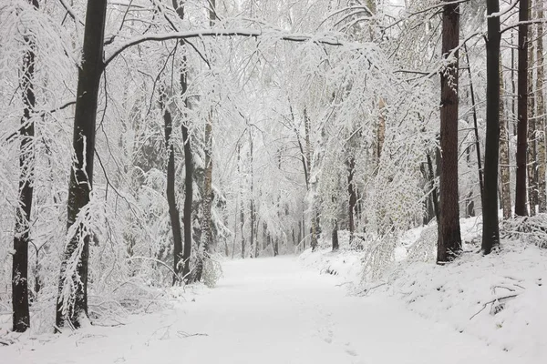 Vroege voorjaar bos na sneeuwval — Stockfoto