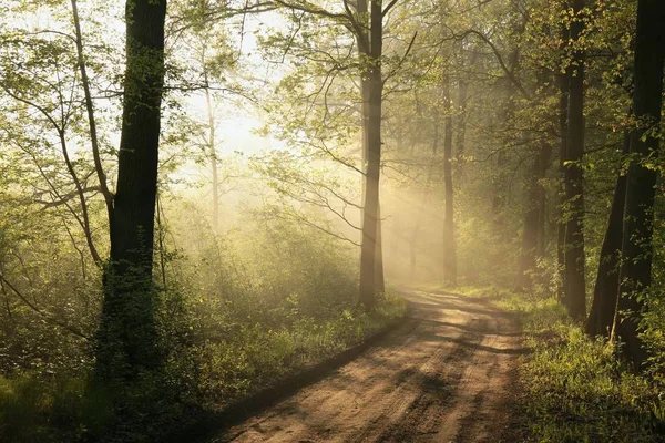 Foresta primaverile all'alba — Foto Stock