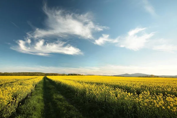 Lente landschap in de schemering — Stockfoto