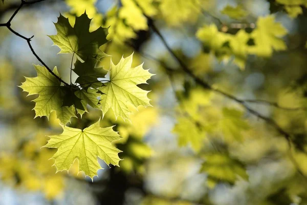 Hoja de arce de primavera — Foto de Stock