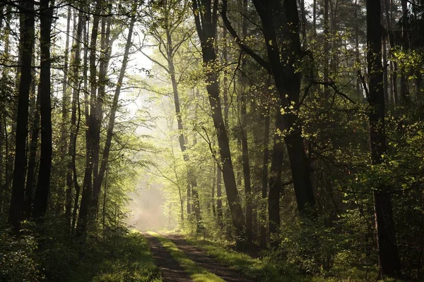 Voorjaarsbos bij zonsopgang — Stockfoto