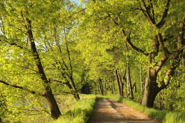 Toprak yol bahar ağaçları arasında