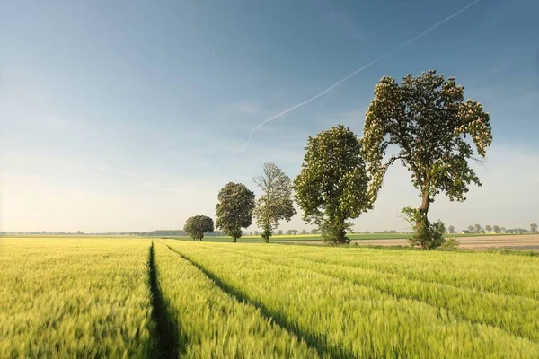 Каштанове дерево на зерновому полі — стокове фото