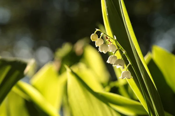 Lily van de vallei — Stockfoto