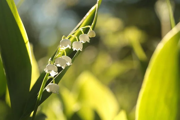 Liliom a völgyből — Stock Fotó