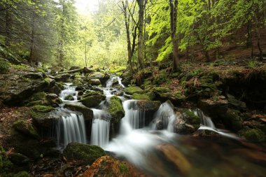 Bahar ormanın içinden dere akar