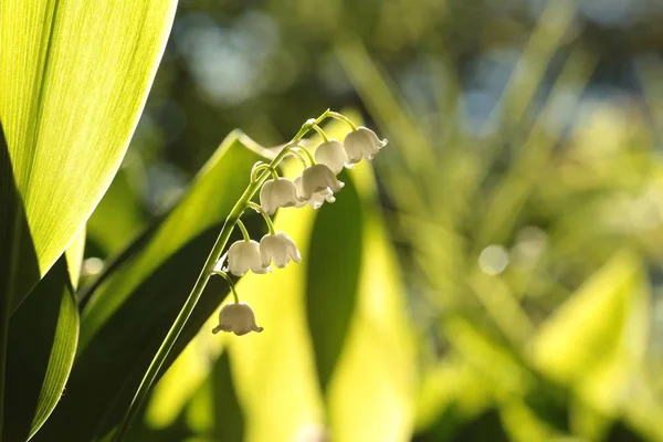 Lily van de vallei — Stockfoto