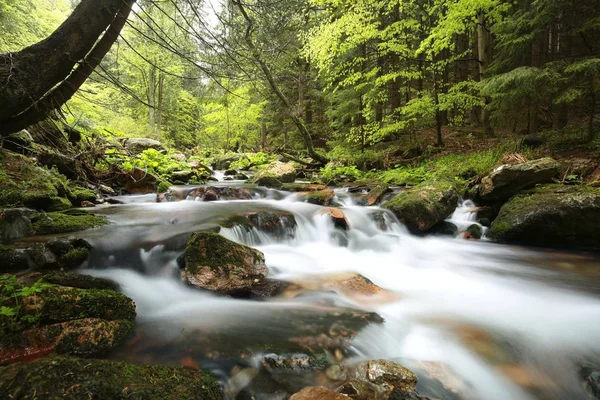 Le ruisseau coule dans la forêt printanière — Photo