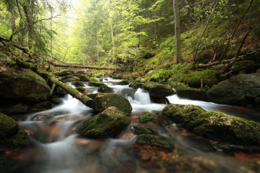 Dağlardan akan orman akarsu
