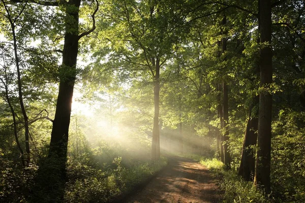 Floresta caduca ao amanhecer — Fotografia de Stock