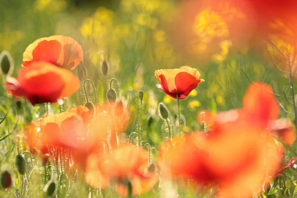 Poppy in het veld bij dageraad — Stockfoto