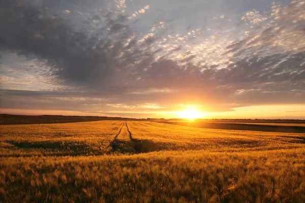 Восход солнца над полем — стоковое фото